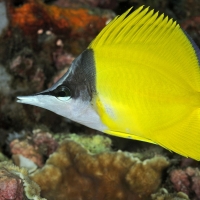 Yellow Longnose Butterfly Fish