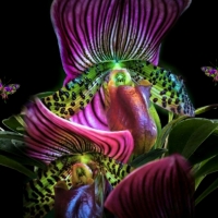 orchid