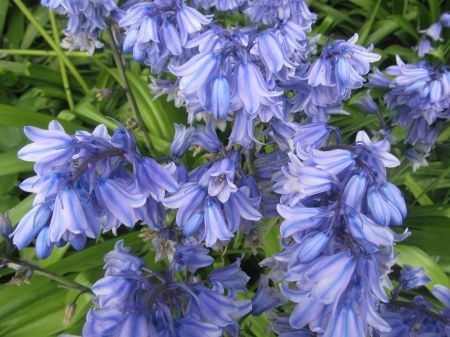 Bluebells bloom