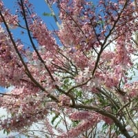 Pink Shower Tree