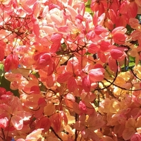 Rainbow Shower Tree