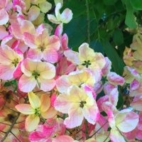 Rainbow Shower Tree