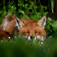 Sleeping fox