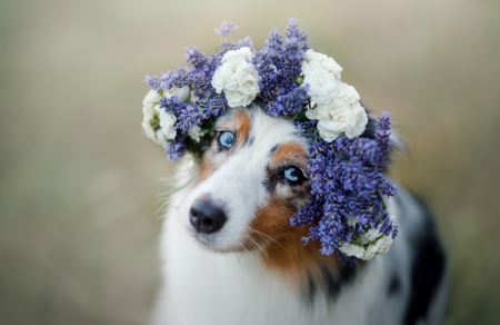 Am I pretty? - dog, blue, summer, australian shepherd, flower, caine, wreath, vara