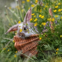 Bunny