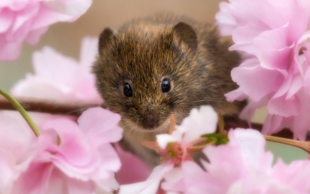 Mouse - animal, brown, pink, mouse, flower, spring, rodent, blossom