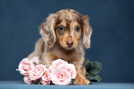 Puppy - one, svetlana pisareva, brown, dog, flower, pink, rose, cute, caine, puppy