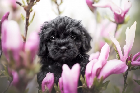 Puppy - animal, dog, black, pink, puppy, flower, cute, magnolia, caine
