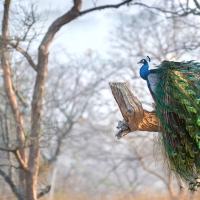 Peacock on a tree