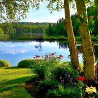 Birch trees by the lake
