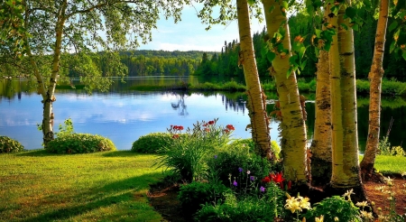 Birch trees by the lake - wildflowers, summer, trees, grass, lake, tranquil, serenity