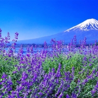 Oishi Park - Japan