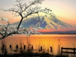 Cherry Tree Blossom