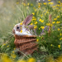 Bunny