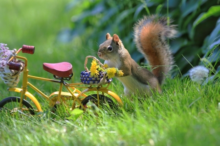 :) - animal, summer, pink, green, bike, funny, veverita, squirrel, vara
