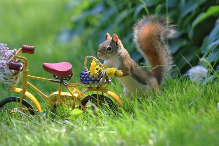 :) - summer, pink, veverita, bike, animal, funny, green, vara, squirrel