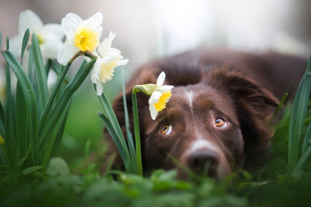 Border Collie - brown, dog, eyes, spring, iza lyson, daffodils, flower, border collie, green, caine, face