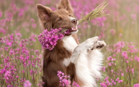 For you! - summer, dog, pink, sweet, flower, border collie, paw, cute, irina kovaliova, caine, summe, vara