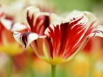 Tulip