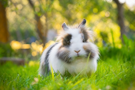 Bunny - Grass, Glade, Rabbit, Green