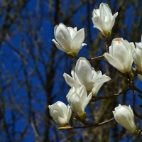 White magnolia