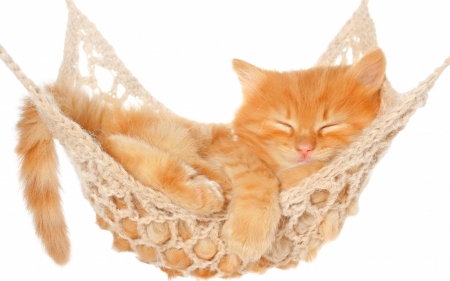 :) - summer, ginger, hammock, orange, cat, kitten, sleep, paw, pisici, cute, vara