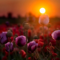 Poppy Sunset