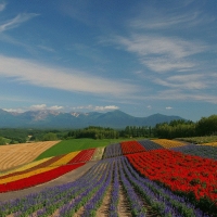 Field of Flowers - Hokkaido