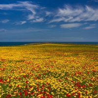 flower meadow at the ocean coast