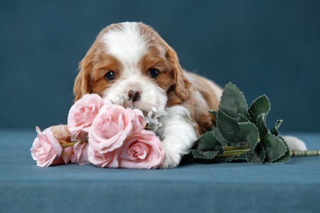 ღ - Dogs & Animals Background Wallpapers on Desktop Nexus (Image 2645541)