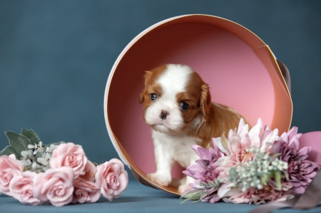 ღ - Box, Puppy, Dog, Flowers