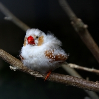 Bird with a red beak