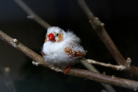 Bird with a red beak