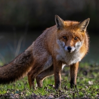 Red fox