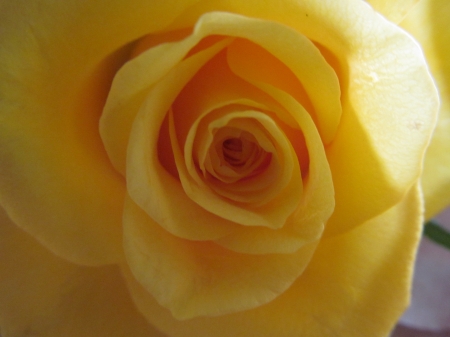 Yellow Rose of Texas - blooms, floral, flowers, plants, roses, yellow