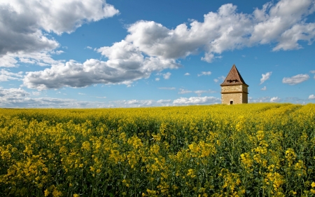 Pigeon House in Rapeseeds