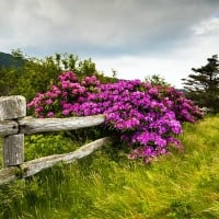 Carvers Gap Roan Mountain State Park Highlands, Tennessee