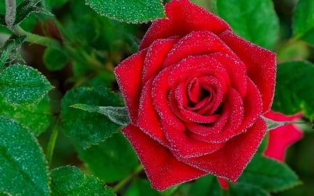 A red rose - queen, beautiful, fragrance, drops, petrals, wet, droplets, leaves, scent, red, garden, dew