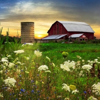 Sunset Lace Pastures