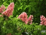 Chestnut Blossoms