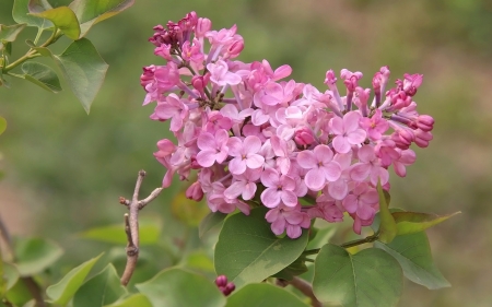 Pink Lilacs - lilacs, pink, spring, blossoms, macro