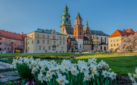 Wawel Castle at Spring - Krakow, narcissus, castle, Poland, church