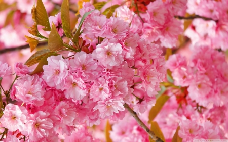 Cherry blosoms - flowers, blooms, nature, sakura, cherry, pink, blosoms, japanese