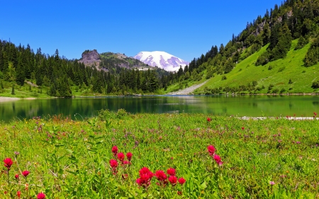 Gifford Pinchot National Forest - beautiful, forest, grass, greenery, lake, meadow, mountain, reflection, serenity, tranquility, washington, wildflowers
