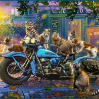 Cats and Motorcycle