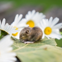 Baby Mouse