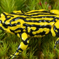 Southern Corroboree Frog