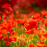 Poppy field