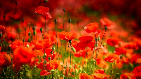 Poppy field - beautiful, field, flowers, poppies, red, summer