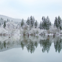 Frosty Trees